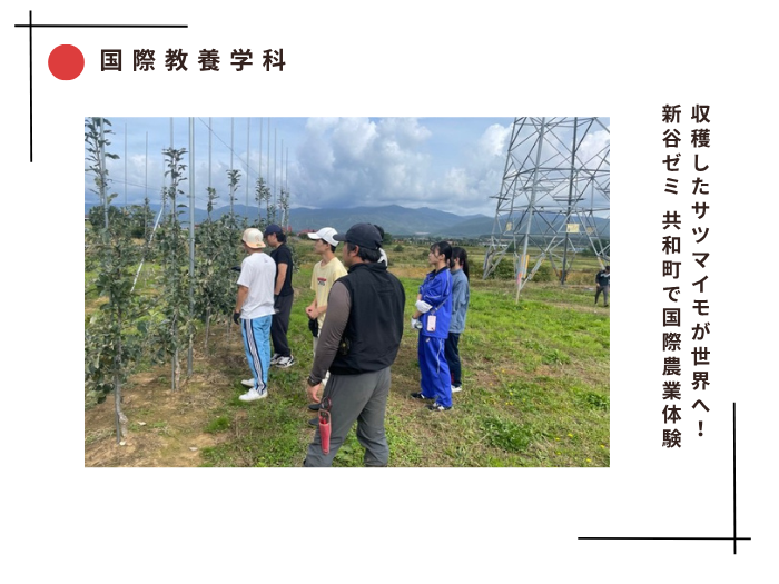 【国際教養】収穫したサツマイモが世界へ！ 新谷ゼミ、共和町で国際農業体験のサムネイル画像